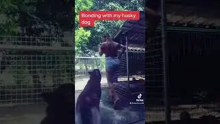 Bonding with my husky dog