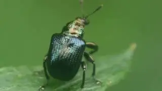ハギルリオトシブミ  Euops  lespedezae の飛翔