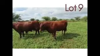 Blouber Aanteelveiling (11/02/2021) lot 9 video
