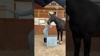 Da ist er wieder! Der Horsebrands Adventskalender f&uuml;r ALLE Reiter! 😍🐴 #equestrain #short #viral