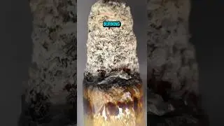 Close up White Ash VS Black Ash