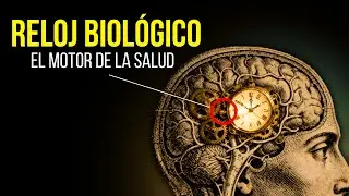 LOS RELOJES DEL CUERPO | CADA ORGANO TIENE UNA HORA PRECISA