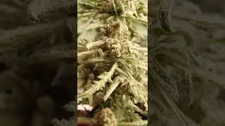 Freaky Dreams Top Nugs (Freakshow x Dream Lotus) F3 - Decent little tester 🌿 Sour Fruit Puke ftw 🤤💨