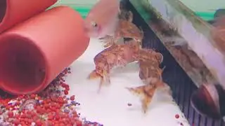 Rhinodoras dorbignyi                                       多爾比尼雲斑鐵甲