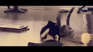 Cat Fights HD Slow Motion III - Mind Heist