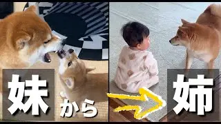 お兄ちゃん大好きっ子の豆柴、赤ちゃんが産まれ妹から優しい姉へ成長