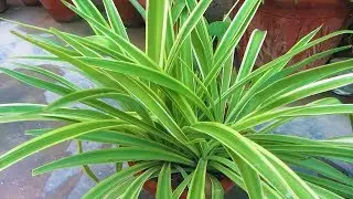 How To Grow & Care Of Spider Plant For Beginners | Save Your Dying Spider Plant
