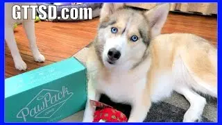HUSKY TREATS and TOOTH GAME | PawPack UnBoxing 37