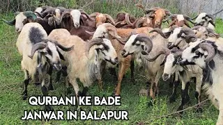 Qurbani ke bade janwar in balapur at Al Aqsa 🐐 farm | Bade sing wale bakre in balapur shareef nagar