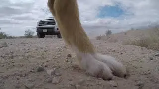 Adventure Dogs