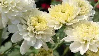 Amazing flower blooming 🌸🌸 || Gach lagan Pran bachan | flower |nursery flower