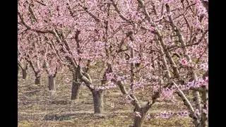 When to Visit the Fresno Blossom Trail