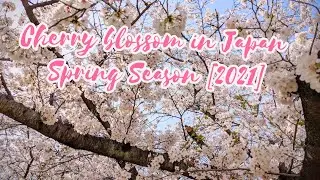 Cherry Blossom [2021]さくらSpring Season in Japan