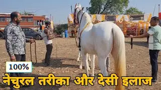 अपनाये ये तरीका अगर घोड़ी हिट मे नहीं आ रही हों तों