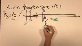 SMAD Signaling Pathway