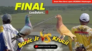 FINAL LosSdorr ‼️ KRUCIL Halilintar VS SONIC JR Batavia || Event New Revo Lapak Morena Pekalongan