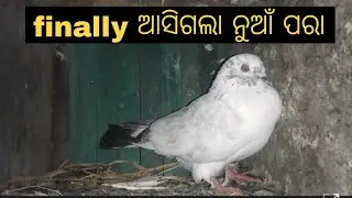 finally ଆସିଲା ନୁଆଁ ପରା!!ବାଗୁଆ ନର!!/#58/#viral #kabootarloft05 ##pleasesubscribe