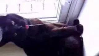 Cat Dribble Rankness
