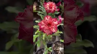 Rare Brazil Imported Adenium Plant Online Shopping 🪴 #adenium #plants #flowers #garden