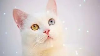 🎪 Circus Magic | Playful Piano & Acrobatic Cats | Whimsical Wonder for All Ages |