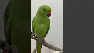 Parrot Calling Sound 🦜 #parrot #viral #shorts