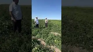 Томат Галеон F1 от компании Greenline Seeds