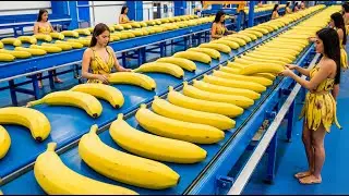 Inside a Modern Banana Processing Factory From Fresh Fruit to Superfood Full Process