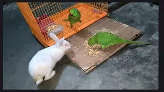 Fight between Rabbit🐰& 🦜Parrots || LIFE MOMENTS VLOG