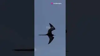 Majestic Great Frigatebird: A Closer Look
