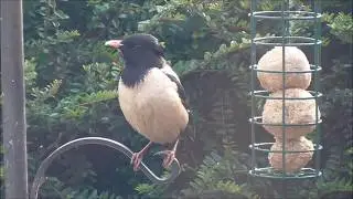 Rosy Starling In the UK