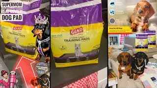 Super Mom Real Review Glad Pets Training Pad charcoal! #dog Absorbent Disposable  for Dogs & Puppies