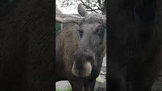 The King of the forest - Moose - Jämtland Sweden