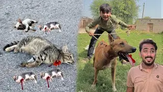 PitBull Dog Na Cat Ki Pori Family Mar Di 😭😭