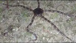 Ofi&uacute;ro Marron (Ophioderma Longicauda)