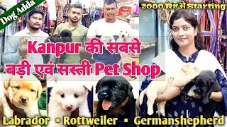कानपुर में सबसे सस्ती Pet Shop|Pet Shop In Kanpur|Saloni Pet Shop| Pomeranian| Rottweiller| Labrador