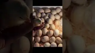 First baby hatched out of 2100 eggs