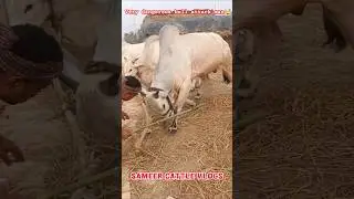 Bull🤯2025 Vlogs bahut jaldi Coming Soon Uluberia #shorts#viral#trending#ytshorts#kolkatacow2025#cow