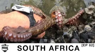 E82: Octopus Attack!