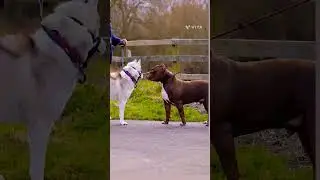 Bully dog vs siberian Husky ||🐕🐕#shortsviral #pitbull #bully #husky #shortfeed #shorts