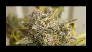 Autoflower harvest: Colorado cookies and Candy dawg by Dutch passion