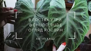 Огляд кімнатних рослин | Знову в гості | Колекція рослин Іри @chudo_bude💚