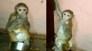 Cute Baby Monkey Eating Food 🐒 | Adorable Baby Monkey Funny Moments
