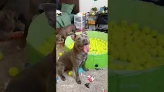 upgrade and clean my dogs bedroom 🧹🧺🧽 #dog #doglife #asmr #shorts #funnydogs #viral #puppylife