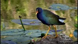 Tomoka State Park - Experience the Real Florida in Daytona Beach, Florida