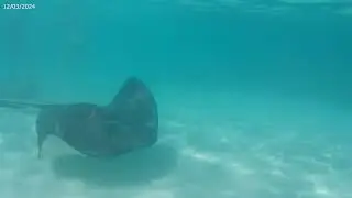 Swimming with Stingrays, Stingray City Antigua 2026-01-25