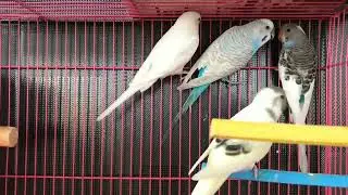 total birds animal video
