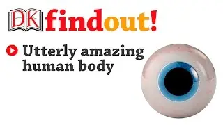 Utterly Amazing Human Body