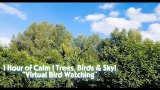 🐦 Virtual Birdwatching: Trees, Shrubs & Blue Sky (1 Hour, No Audio) #BirdWatching #BlueSkies