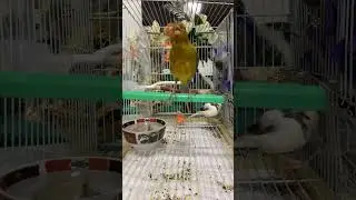 El Mejor Canario de Concurso del Mundo