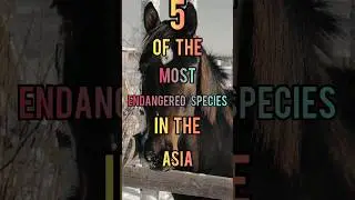 5 of the most endangered Species in the Asia.